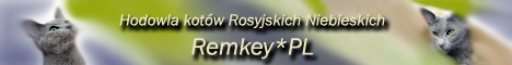 Hodowla Kotw Rosyjskich Niebieskich-Remkey*PL
